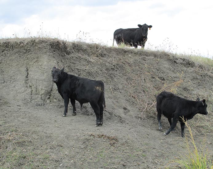 Cow Watching Calves