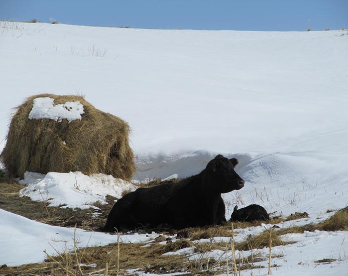 Snow Storm Cow with Calf